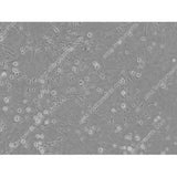 Инвертированный биологический микроскоп ABM-100 для лабораторных исследований  Инвертированный биологический микроскоп ABM-100 для лабораторных исследований