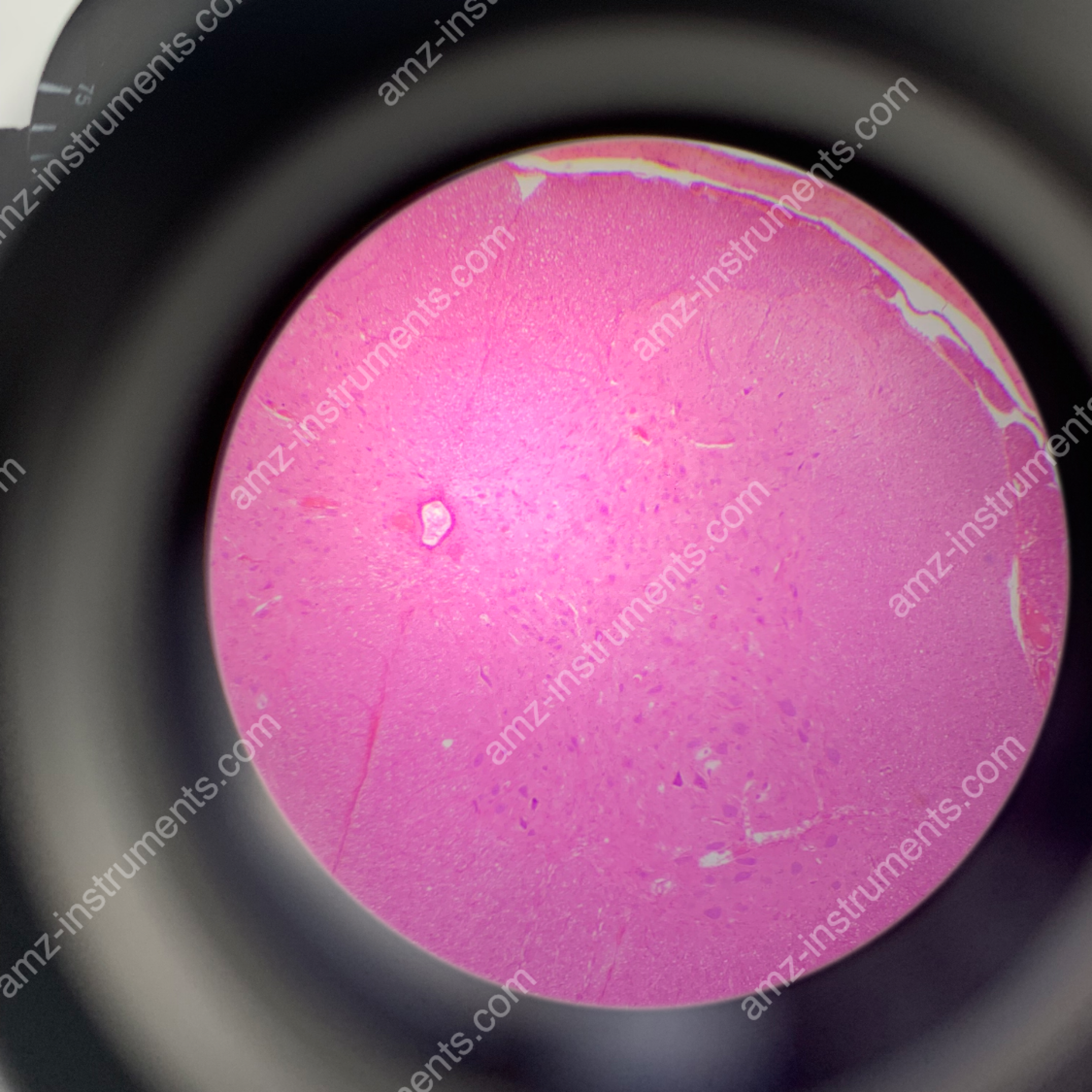 Бинокулярный биологический микроскоп NK-60B 40x-1600x с ахроматическими объективами  Бинокулярный биологический микроскоп NK-60B 40x-1600x с ахроматическими объективами