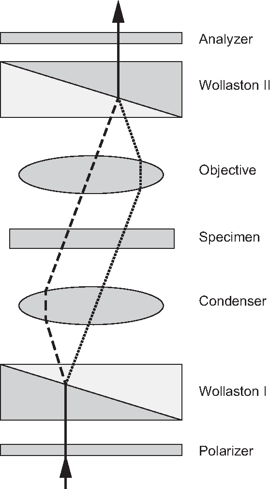 DIC Microscopy