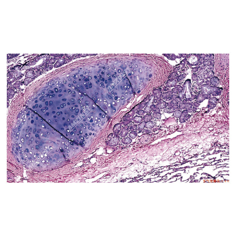 NK-X40H6 Multi-Observer Biologisches Mikroskop für 10 Personen