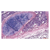 NK-X40H6 Multi-Observer Biologisches Mikroskop für 10 Personen