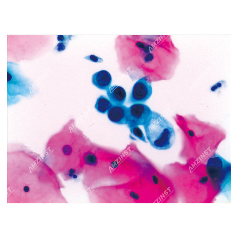 NK-X40H6 Multi-Observer Biologisches Mikroskop für 10 Personen