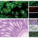 NK-X910 Inverted Biological Microscope