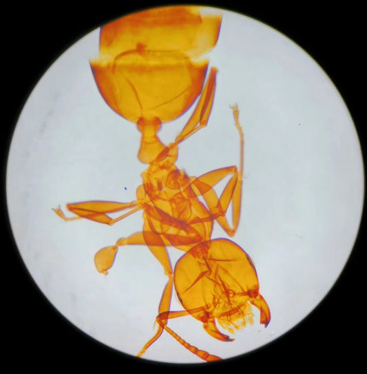 AST-OB NUEVO DESIGN DE DESEÑO 15X Microscopio Kit de bricolaje con color naranja y azul